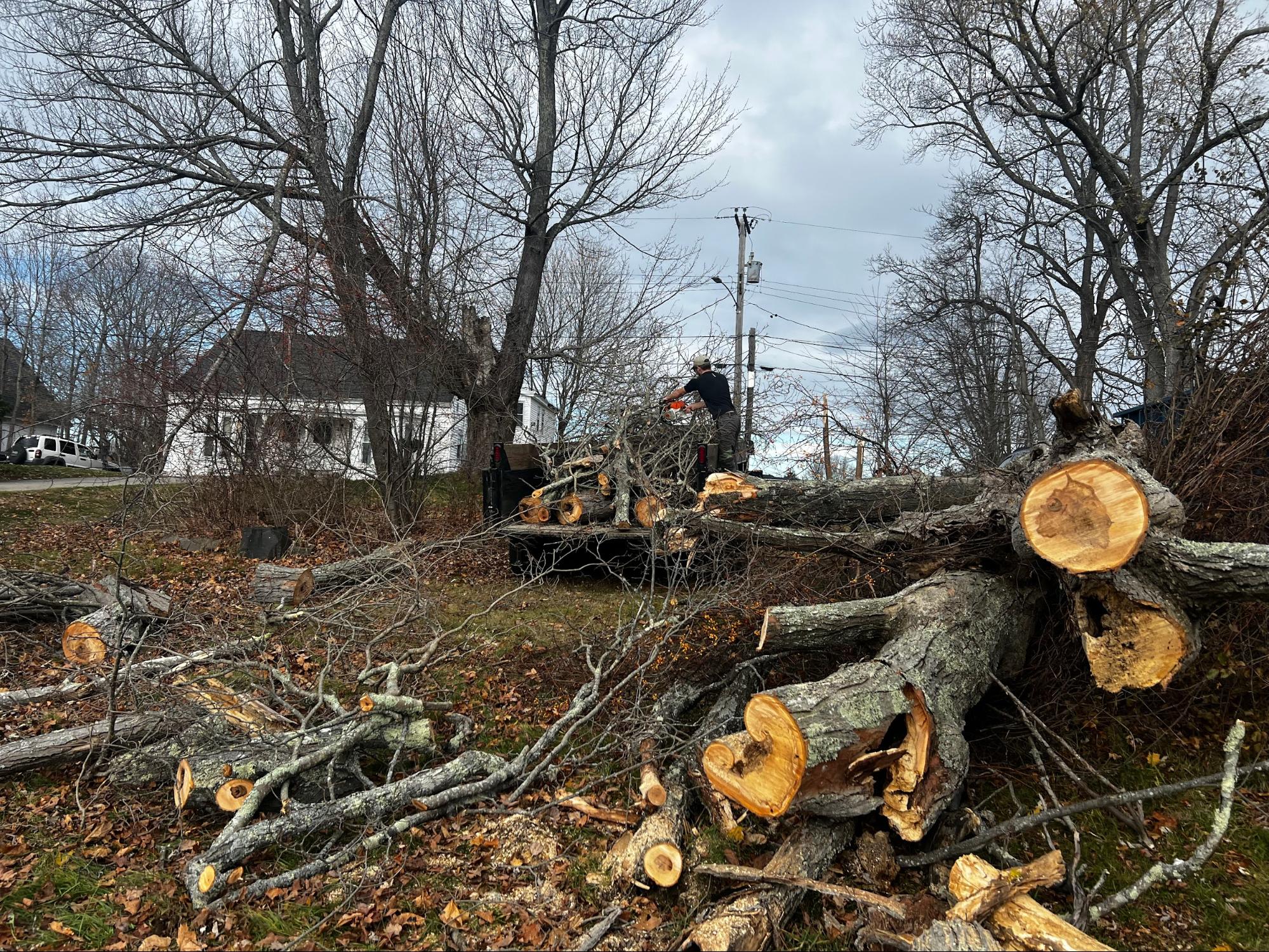 Tree cutting and log processing on site