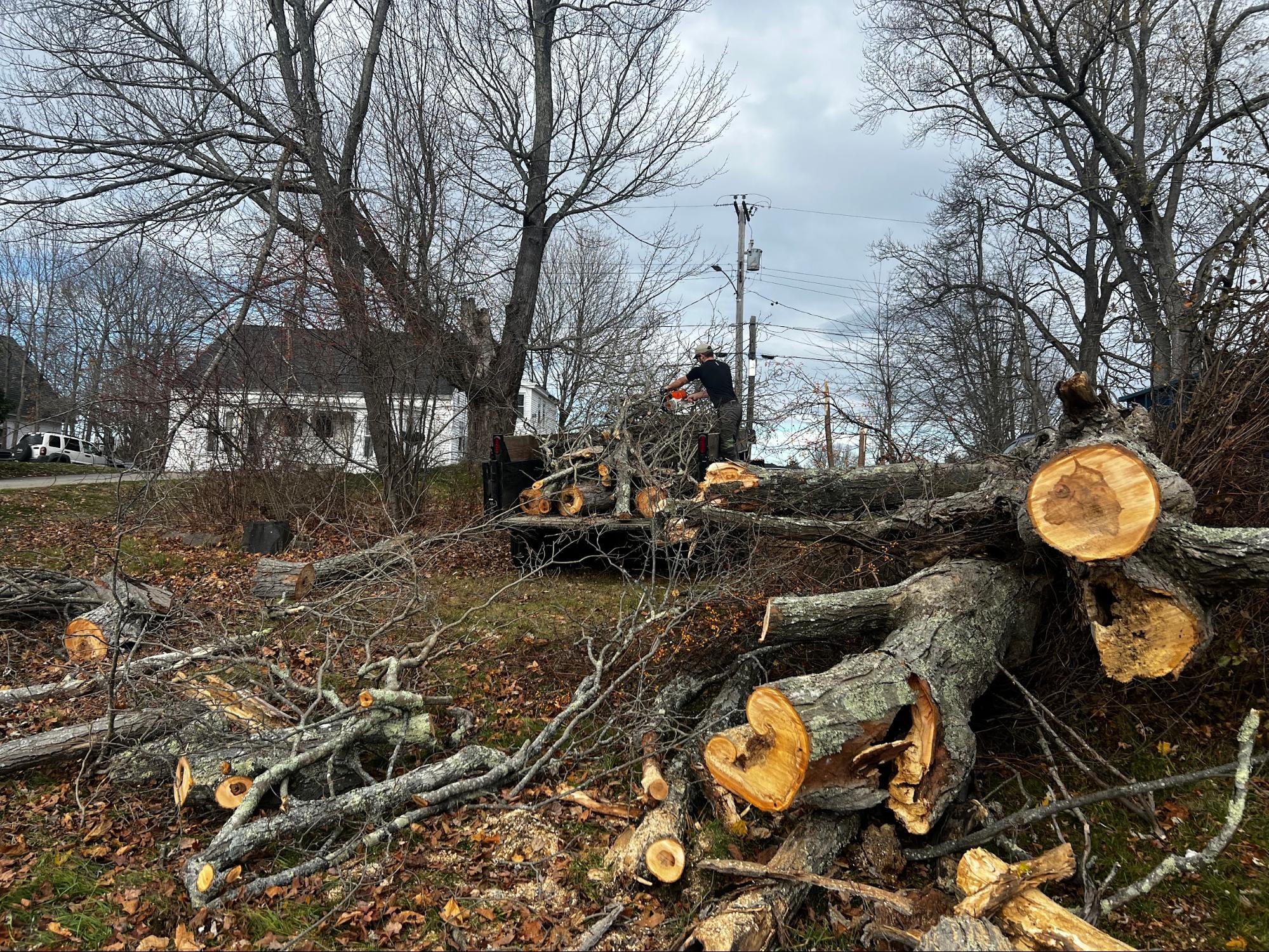 Cut tree logs and branches with chainsaw work